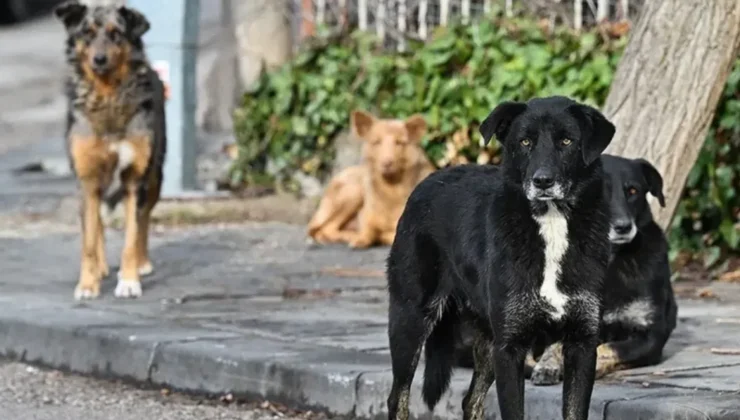 İstanbul’da sokak köpeklerinin toplanması için süre verildi