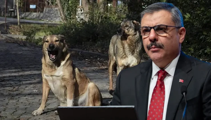 Sahipsiz hayvanların yüzde 80’i toplandı